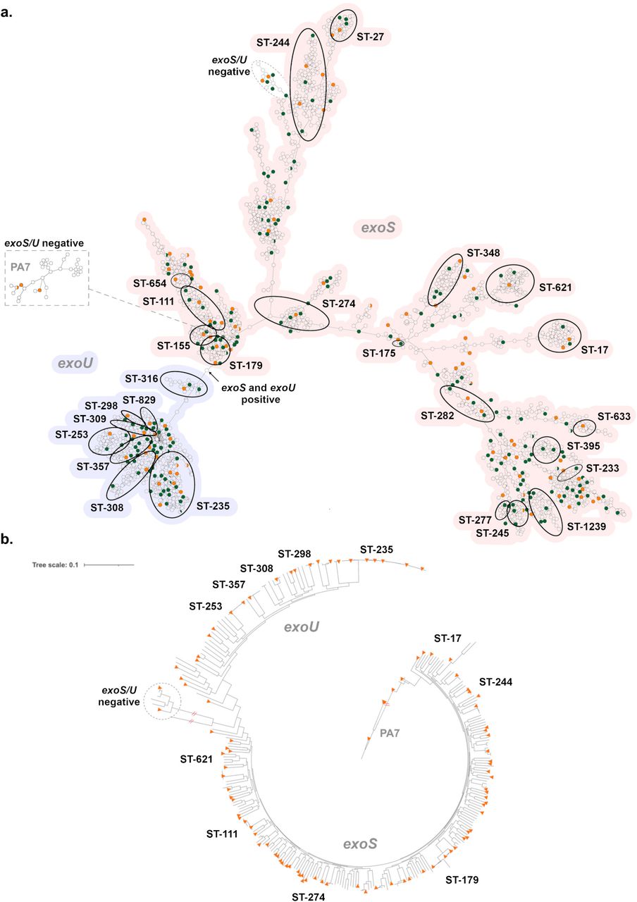 Genetic diversity of P. aeruginosa in the MRSN collection.(A) cgMLST minimum spanning tree of the 2,661 P. aeruginosa genomes used for initial panel selection. Isolates with an identical cgMLST allelic profile are represented by a single circle. For increased clarity, highly divergent isolates within the PA7 clade are displayed on a separate dendrogram wherein predicted root placement in the global population was indicated in image post-processing. The most prevalent and/or important ST (from traditional MLST typing) are indicated. The presence of exoS (red shading) or exoU (blue) is indicated for the two main clades. The absence of both alleles is noted for the PA7 and a second smaller clade. The 310 isolates initially selected to represent the breadth of diversity (see the text for details) are shown in green and orange with orange indicating the 100 strains in the final panel. (B) Core-genome SNP-based phylogenetic tree of 310 P. aeruginosa. The 100 isolates selected for the final panel are indicated with orange triangles. STs are indicated as well as the major clade designations.