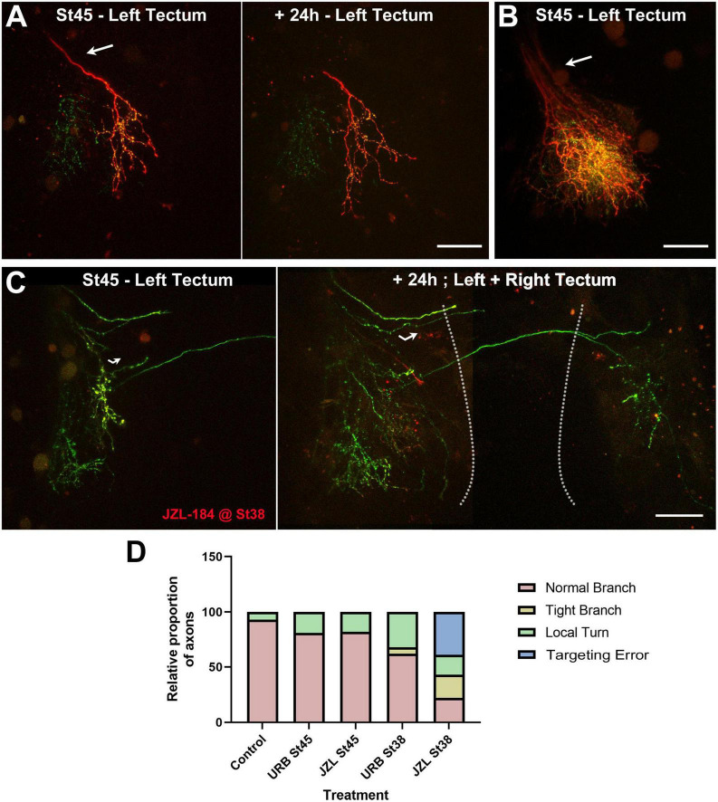 Targeting errors in arborizing RGC axons induced by early JZL184 treatment. (A–C) Confocal projections of RGC axons branching in the optic tectum of control (A,B) and JZL184-treated (C) tadpoles imaged at stage 45. (A,B) The examples of control tadpoles with individual axons at stage 45 and +24 h (A), or multiple axons at stage 45 (B) illustrate how RGC axons enter the optic tectum through the optic tract (arrows) with similar directionality before they branch. (C) Confocal images of the optic tectum of a tadpole treated with JZL184 beginning at stage 38 show RGC axons with apparent targeting errors within the contralateral hemisphere at stage 45 (left panel, curved arrow), and reveal abnormal crossing of axons to the ipsilateral hemisphere 24 h after initial imaging (right panel; stitched image). The dashed lines delineate the two midbrain hemispheres. Scale bars = 100 μm. (D) While quantitatively RGC axon arbors in tadpoles treated with URB597 and JZL184 at stage 38 differ in the overall number of branches they possessed at stage 45 (Figure 5), in proportion axon arbors were also observed to make abnormal turns (local turns) within the neuropil and/or to branch more locally (tight branch) when treatment began at stage 38. Moreover, in proportion more RGC axons in tadpoles treated with JZL184 projected aberrantly, showing abnormal ipsilateral crossing (targeting errors). Control n = 14, URB597 at stage 45 n = 16, JZL184 at stage 45 n = 11, URB597 at stage 38 n = 19, JZL184 at stage 38 n = 28. Statistical analysis by chi-square, difference in outcome among groups p ≤ 0.0001.