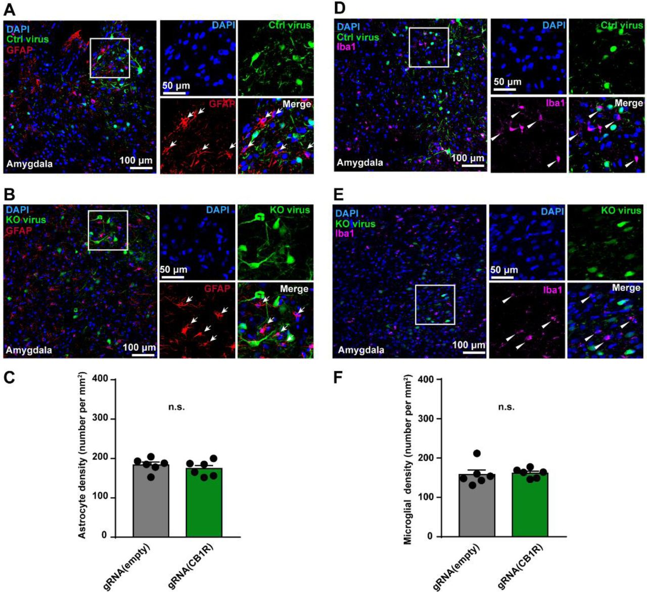 Immunohistochemical analysis of astrocytes and microglial cells in the amygdala of marmosets.A, B, Left, GFAP-positive astrocytes (red, indicated by arrows) in the amygdala of control (A) and KO (B) marmosets. Right, magnified view of rectangle on left. Scale bar, 100 μm (left); 50 μm (right). C, Density of astrocytes in the amygdala of marmosets. n = 6 slices, two-tailed unpaired t-test, t(10) = 0.8672, P = 0.4062;. D, E, Ibal1-positive microglial cells (magenta, indicated by triangles) in the amygdala of control (D) and KO (E) marmosets. Right, magnified view of rectangle on left. Scale bar, 100 μm (left); 50 μm (right). F, Density of microglial cells in the amygdala of marmosets. n = 6 slices, two-tailed unpaired t-test, t(10) = 0.7853, P = 0.2799. n.s., not significant; data are mean ± SEM.Source data were provided in figure 1-source data 2.