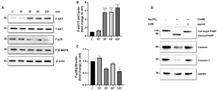 Cannabis oil extract protects podocyte cells from sodium orthovanadate by inhibiting apoptosis and modulating AKT and p38 protein phosphorylation. (A) Cultured immortalized rat podocytes were treated with COE (1 μg/mL) for different durations of time (10–120 min), as indicated. Cell extracts (50 μg) were analyzed by Western blotting using anti-phospho-AKT1 (S473), anti-phospho-p38 (phospho T180 + Y182), Anti-AKT1 + AKT2 + AKT3 antibody, and anti p38 alpha/beta MAPK antibodies. The levels of phospho-AKT-(S473) and phospho-p38 were normalized to total AKT (B) and p38 MAPK (C), respectively, then to actin protein content, and the signal intensity was identified by densitometry. Data are expressed as mean ± SD (n = 3). Differences between groups were evaluated using one-way ANOVA followed by Bonferroni’s multiple comparison test. * p < 0.01; **** p < 0.0001 vs. control. (D) Cultured immortalized rat podocytes were treated with sodium orthovanadate Na3VO4 (1 mM) for 24 h in the presence or absence of COE (2 μg/mL). Cell extracts (50 μg) were analyzed by Western blotting using anti-PARP, anti-caspase-3, and anti-catalase antibodies. GAPDH was used as a loading control.