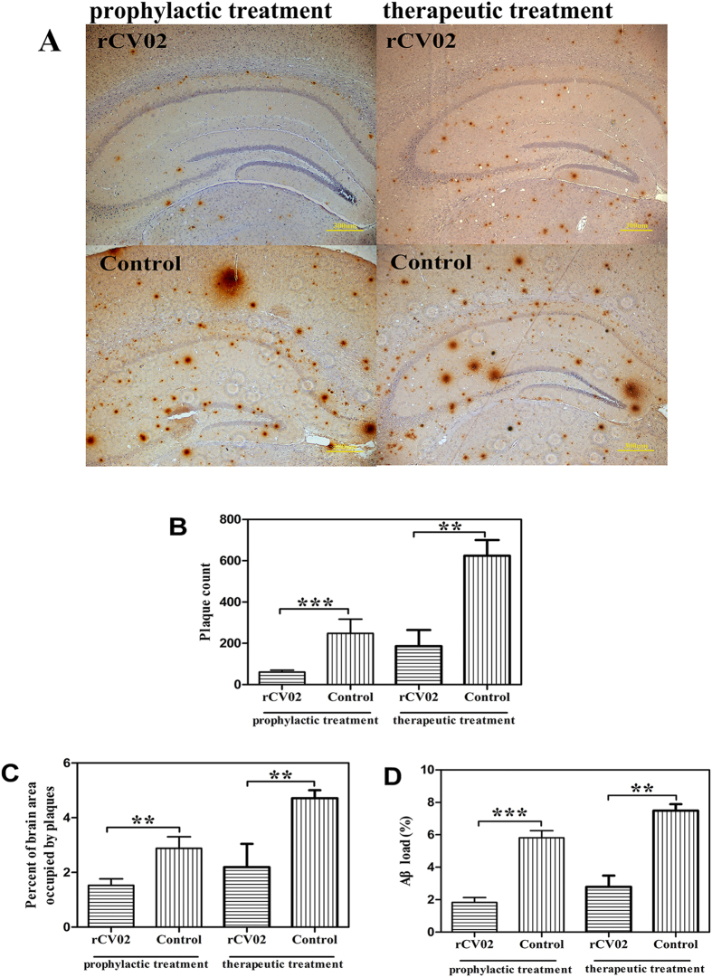 Vaccination with rCV02 significantly reduced the Aβ plaques in brains in aged 3 × Tg-AD mice.3 × Tg-AD mice were immunized with rCV02 at 3 months (prophylactic) or 12 months (therapeutic) of age. The brains were collected for evaluation at 19 months and 21 months of age, respectively. (A) Representative images showing the distribution of Aβ plaques (6E10 antibody staining) in the hippocampus. Scale bar, 300 μm. (B–D) Quantification of Aβ plaques in the hippocampus. Vaccination with rCV02 significantly reduced the plaque count (B), percentage of brain area occupied by plaques (C), and Aβ load (D). Data represent the mean ± SD for each group (n = 8). Statistically significant differences were determined by Student’s t-test. **p < 0.01, ***p < 0.001, compared with the control group (3 × Tg-AD).