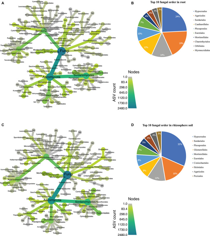 Taxonomic hierarchy abundance at the order level for fungal communities. (A) Taxonomic representation at order level in root; (B) relative abundance of top 10 fungal orders in root. (C) Taxonomic representation at order level in rhizosphere soil (D) relative abundance of top 10 fungal orders in rhizosphere soil. Three replicates were used for this analysis.