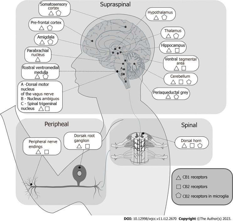 Distribution of the endocannabinoid system receptors in the CNS. CB: Cannabinoid; CNS: Central nervous system.