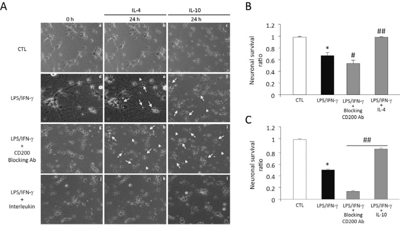 Microglia-neurons co-cultures: The anti-inflammatory cytokines, IL-4 and IL-10, reduce neuronal death- induced by inflammatory stimuli while the impairment of CD200-CD200R interaction enhanced neuronal death. A) Representative time-lapse experiment of BV2 microglial cells/neurons subjected to LPS (10 µg/ml)/IFNγ (100U) stimulation for 24 h. The addition of IL-4 (10 ng/ml) or IL-10 (10 µg/ml) reduced neuronal death while the impairment of CD200-CD200R interaction using a blocker of CD200, CD200 blocking antibody (5mg/mL), augmented neuronal death as reflected in quantification experiments B, and C respectively. Quantification data show the mean ± SEM from four independent experiments. Statistics: B, *p<0.05 vs control; #p<0.05 vs LPS/IFNγ; ##p<0.01 vs LPS/IFNγ; C, *p<0.05 vs LPS/IFNγ; ##p<0.01 vs LPS/IFNγ.