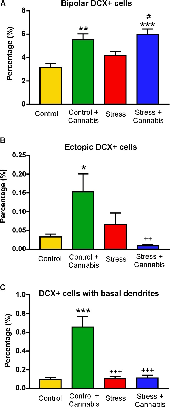 The incidence of doublecortin-positive neurons with unusual or abnormal morphology. (A) Cannabis treatment significantly increased the percentage of bipolar DCX+ cells. Two-way ANOVA (stress × cannabis treatment) revealed a highly significant main effect of cannabis treatment (P < 0.001). Tukey’s post hoc test revealed further significant group differences: ∗∗P < 0.01 versus Control; ∗∗∗P < 0.001 versus Control; #P < 0.05 versus Stress. (B) Cannabis treatment significantly increased the percentage of ectopic DCX+ cells, i.e., DCX+ cells which were found in the molecular layer of the dentate gyrus (see Figure 9G). Statistics: Two-way ANOVA followed by Tukey’s post hoc test. ∗P < 0.05 versus Control; ++P < 0.01 versus the Control + Cannabis treated group. (C) Cannabis treatment significantly increased the incidence of DCX+ cells with basal dendrites. Statistics: Two-way ANOVA followed by Tukey’s post hoc test. ∗∗∗P < 0.001 versus Control; +++P < 0.001 versus the Control + Cannabis treated group.