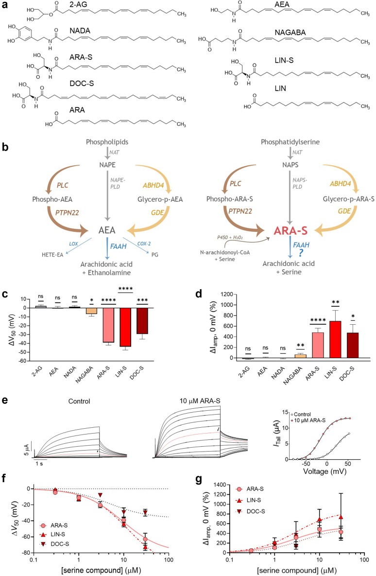Specific endocannabinoids activate the hKV7.1/KCNE1 channel. Effect of indicated endocannabinoids on hKV7.1/KCNE1 expressed in Xenopus oocytes and studied with the two-electrode voltage clamp technique. a) Molecular structure of 2-AG, NADA, AEA, NAGABA, ARA-S, LIN-S and DOC-S. Structures of the PUFAs arachidonic acid (ARA) and linoleic acid (LIN) are included for comparison. b) Side-by-side comparison of the metabolic pathways of AEA (left) and the hypothetical metabolic pathway of ARA-S (right). See text for details. Abbreviations: AEA, N-arachidonoylethanolamide (anandamide); NAT, N-acyltransferase; NAPE, N-acyl-phosphatidylethanolamide; NAPE-PLD, NAPE-specific phospholipase D; NAPS, N-arachidonoylphosphatidylserine; NAPS-PLD; NAPS-specific phospholipase D; ABHD4, α/β-hydrolase domain 4; GDE, glycerolphosphodiesterase; PLC, phospholipase C; PTPN22, non-receptor protein tyrosine phosphatase 22; FAAH, fatty acid amide hydrolase; COX-2, cyclooxygenase-2; LOX, lipoxygenase; PG-EA, prostaglandin-ethanolamide; HETE-EA, hydroxyeicosatetraenoyl-ethanolamide; P450, cytochrome P450 monooxygenase. c and d) Mean shift in (c) ΔV50 and (d) ΔIamp at 0 mV induced by 10 μM of indicated endocannabinoids on hKV7.1/KCNE1. e) Representative traces of hKV7.1/KCNE1 currents under control conditions and in the presence of 10 μM ARA-S (red traces indicate an activating voltage step to 0 mV) and corresponding G(V) curve. For this specific cell: V50;ctrl = +23.6 mV, Itailmax;ctrl = 9.3 μA, V50;ARA-S = −16.2 mV, Itailmax;ARA-S = 13.2 μA. Currents were generated in steps from −80 to +50 mV in 10 mV steps, followed by a tail voltage of −20 mV. The holding voltage was −80 mV. f) Concentration-response relation for ΔV50 effect ARA-S, LIN-S and DOC-S. Best fit: ARA-S: EC50 = 9 μM, ΔV50, max = −80.2 mV; LIN-S: EC50 = 12 μM, ΔV50, max = −99.5 mV; DOC-S: EC50 = 5 μM, ΔV50, max = −36.9 mV. g) Concentration-response relation for ΔIamp at 0 mV effect of ARA-S, LIN-S and DOC-S. Best fit: ARA-S: EC50 = 2.5 μM, ΔIamp,max = +540%; LIN-S: EC50 = 3 μM, ΔIamp,max = +865%; DOC-S: EC50 = 4 μM, ΔIamp,max = +522%. Statistics indicate one-sample t test compared to a hypothetical value of 0 (i.e. no change in V50 or current amplitude). ∗ denotes P < 0.05, ∗∗ denotes P < 0.01, ∗∗∗ denotes P < 0.001, ∗∗∗∗ denotes P < 0.0001. P > 0.05 (ns). Data shown as mean ± SEM; n = 7–12.