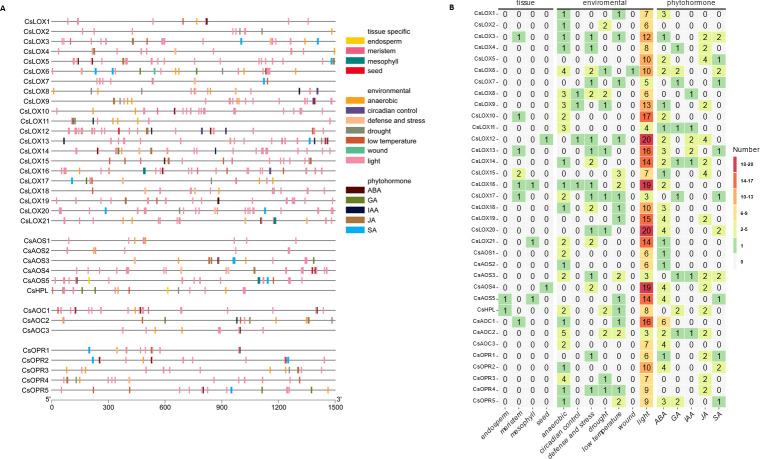 Cis-acting regulatory element distribution across C. sativa oxylipin biosynthetic gene promoters.(A) Physical distribution of motifs throughout a 1.5 kb region upstream of corresponding gene model. Gene symbols are presented on the left with grey line representing promoter regions with motif positions. Legend describes motifs associate with tissue-specific expression, environmental responses, and phytohormone inducibility. (B) Summary of cis-acting regulatory motif content. Heatmap depicts number of motifs identified in gene promoter region. The y-axis depicts C. sativa oxylipin biosynthetic genes and x-axis depicts associated condition for motif. Cell values are number of motifs identified and are colored according to legend.