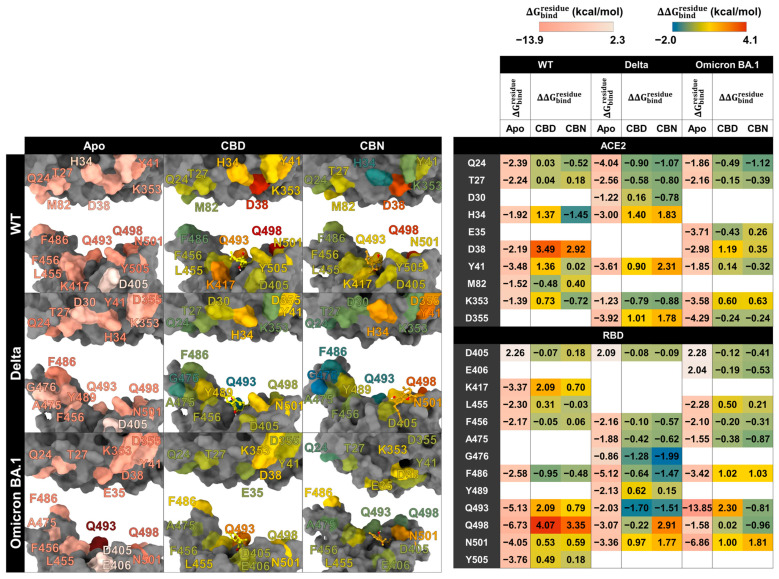DC calculation between RBD and ACE2. ΔGbindresidue between RBD and ACE2 (left); structure of RBD and ACE2 (right). Colors labels: ΔGbindresidue ranges from red (−13.90 kcal/mol) to white (2.30 kcal/mol); ΔΔGbindresidue ranges from blue (−2.00 kcal/mol) to red (4.10 kcal/mol). Residues in the structural panels and the table are color-coded according to the corresponding ΔGbindresidue and ΔΔGbindresidue values.