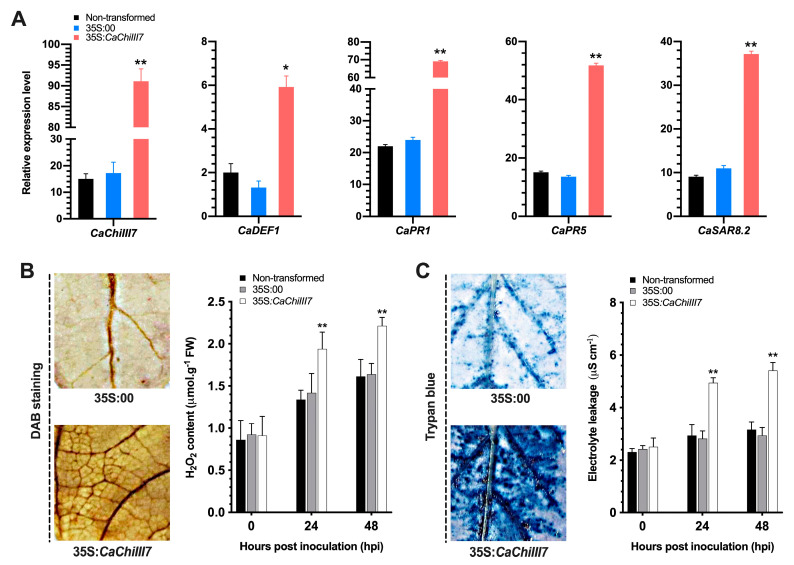 Agrobacterium-mediated chitinase gene CaChiIII7 transient overexpression triggers cell death response and the activation of defense genes in pepper leaves. (A) The level of expression of CaChiIII7 and other defense-related genes (CaDEF1, CaPR1, CaPR5, and CaSAR8.2) in CaChiIII7 transiently overexpressed and control pepper plant leaves after 24 h of agroinfiltration. (Note: defense genes were selected based on protein-protein interactions, Figure 2B); (B) 3,3-Diaminobenzidine (DAB) staining and quantification of the accumulation of H2O2 in pepper leaves after agroinfiltration. (C) Trypan blue staining and the measurement of cell death in agroinfiltrated pepper leaves (0.5 cm diameter leaf discs). The electrolyte leakage caused by the cell death was examined using quantifying ion conductivity at indicated periods after agroinfiltration at the titer (OD600 = 1.0). Values are the means ± standard deviations (SD), and asterisk(s) denotes significant and differences as analyzed by a Duncan’s multiple range (DMR) test (p < 0.05).