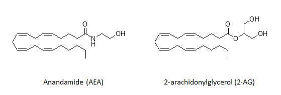The most common endogenous cannabinoids.