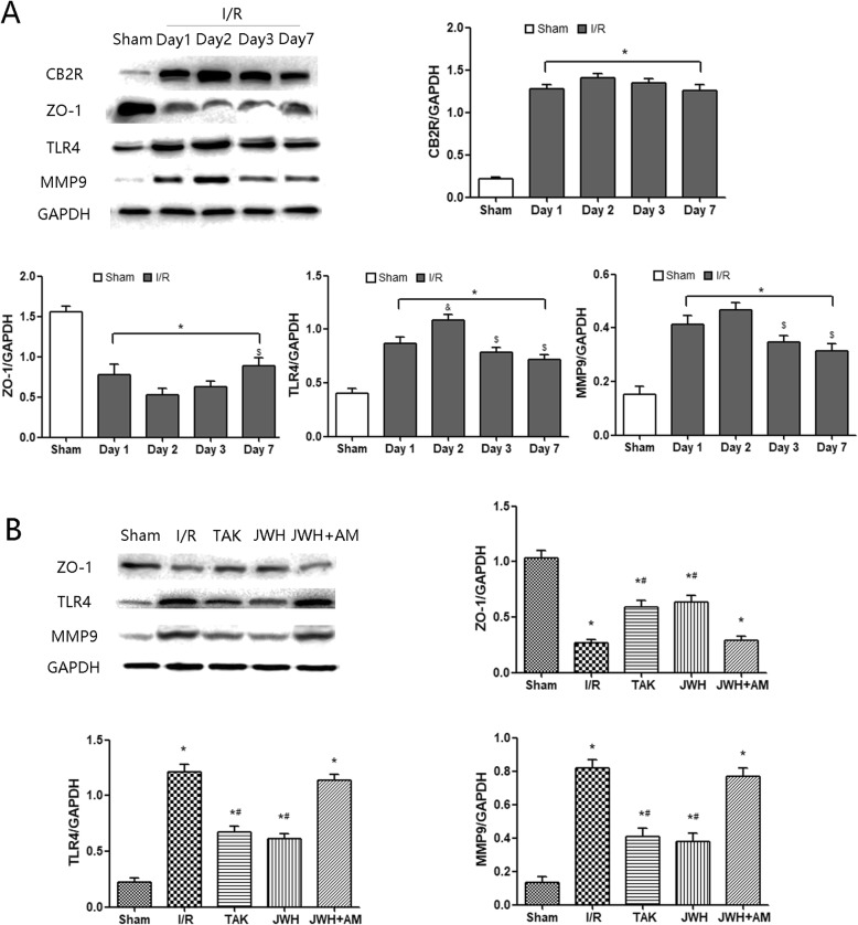 Effects of JWH-133 pretreatment on the protein expression of ZO-1, TLR4, and MMP9 after I/R injury in the spinal cord tissue. a Protein expression of CB2R, ZO-1, TLR4, and MMP9 in the sham and I/R groups along the entire time course from 1 to 7 days after injury. I/R injury resulted in downregulation of ZO-1 and upregulation of TLR4/MMP9 during 7 days after injury, and this effect was most obvious at day 2 after injury. The expression of CB2R following I/R injury showed a sustained high level from day 1 to day 7 after injury. b Protein expression of ZO-1, TLR4, and MMP9 in each group at day 2 after injury. JWH-133 or TAK-242 treatment increased the ZO-1 protein level and reduced the level of TLR4/MMP9 comparing with I/R group. All results are represented as mean ± SEM (n = 5 per group at each time point). *P < 0.05 vs. sham group; #P < 0.05 vs; & P < 0.05 vs. day 1; $ P < 0.05 vs. day 2. I/R group