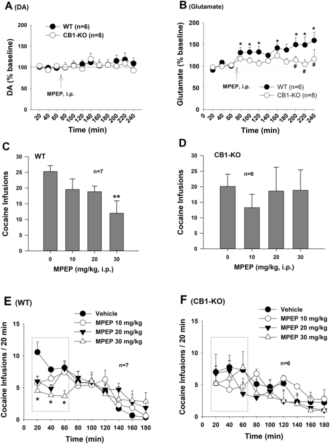 Effects of MPEP on extracellular DA and glutamate and cocaine self-administration in WT and CB1-KO mice. (A,B) Systemic administration of MPEP (10 mg/kg, i.p.) failed to alter extracellular DA in both genotypes of mice (A), while significantly increased extracellular glutamate in the NAc of WT mice, but not in CB1-KO mice. (C,D) Systemic administration of MPEP dose-dependently inhibited cocaine self-administration in WT mice, but not in CB1-KO mice. (E,F) Time course of mouse cocaine self-administration within daily 3 h session, illustrating that MPEP significantly inhibited cocaine self-administration in the first hour of cocaine self-administration in WT mice (E), but not in CB1-KO mice (F). *p < 0.05, **p < 0.01, compared to pre-MPEP baseline; #p < 0.05, compared to vehicle control group (B).