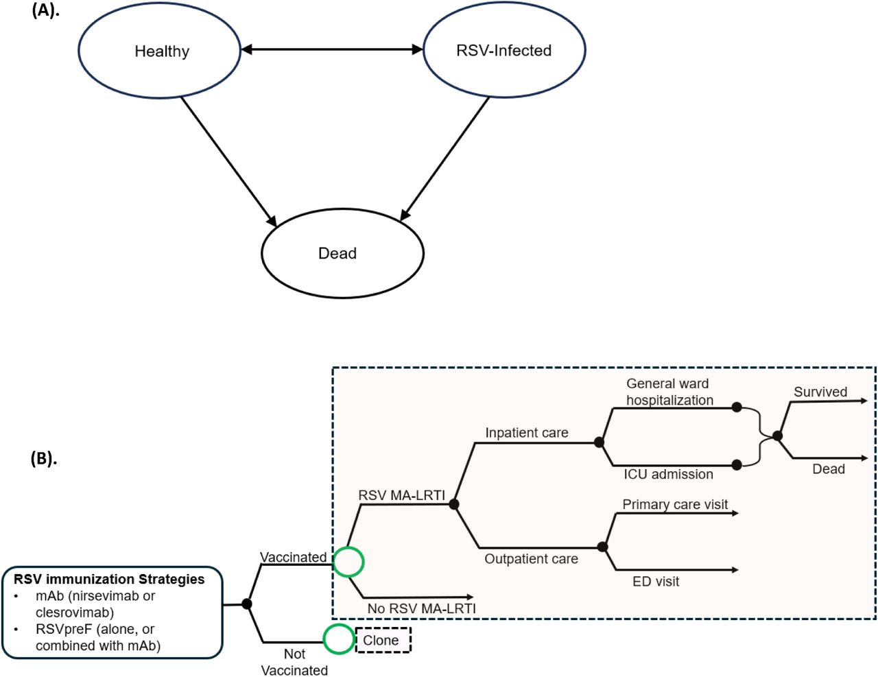 Overview of (A) health states and (B) structure of the model for RSV-related outcomes. ED: emergency department; ICU: intensive care unit; MA-LRTI: medically attended lower respiratory tract infection; mAb: monoclonal antibody; RSV: respiratory syncytial virus