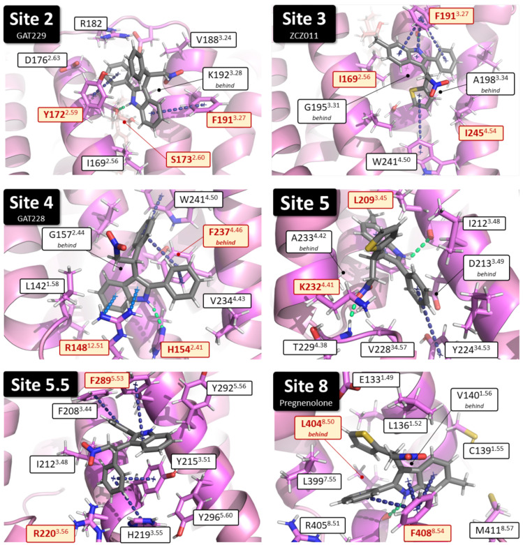 Individual binding details for the six putative PAM CB1 binding sites in hCB1. Residues mutated in this study are highlighted in yellow (see Supplementary Material for full interaction energy tables of binding site residues). Compounds shown docked to hCB1 in each image are Site 2, GAT229; Site 3, (S)-ZCZ011; Site 4, GAT228; Site 5, (S)-ZCZ011; Site 5.5, GAT228; Site 8, (R)-ZCZ011.