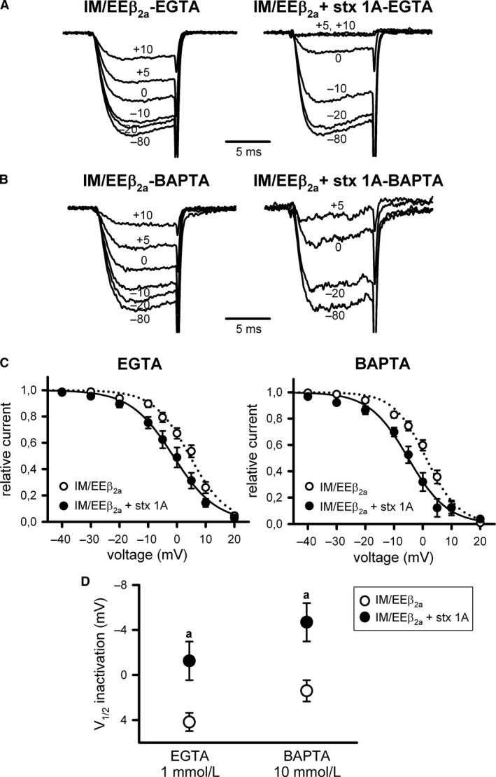 α 1A IQ‐like motif mutation (IM/EE) remove the Ca2+‐dependent component in the steady‐state inactivation of β 2a‐containing CaV2.1 channels, and it allows modulation by syntaxin‐1A. Representative normalized Ca2+ current traces recorded at intermediate (1 mmol/L EGTA) (A) or high (10 mmol/L BAPTA) (B) intracellular Ca2+‐buffering conditions from a HEK 293 cell expressing CaV2.1 channels composed of mutant IM/EE α 1A, β 2a, and α 2 δ subunits (IM/EE β 2a) either in the absence (left) or presence (right) of syntaxin‐1A (stx 1A). Currents were elicited by 10‐ms depolarizing steps to +20 mV applied after 30‐sec depolarizing prepulses to the shown voltages. Corresponding mean normalized steady‐state inactivation curves (C), and derived V1/2 inactivation (D) for IM/EE CaV2.1 mutant channels containing the β 2a subunit (IM/EE β 2a) in the absence (open circles) or presence (filled circles) of syntaxin‐1A (stx 1A), at the above indicated intracellular Ca2+‐buffering conditions. Average V1/2 inact and kinact values at intermediate Ca2+‐buffering condition (1 mmol/L EGTA) were (in mV): IM/EE β 2a (open circles, n = 10) 4.19 ± 0.8 and ‐6.17 ± 0.5; IM/EE β 2a + stx 1A (filled circles, n = 11) −1.25 ± 1.71 and −6.44 ± 0.34, respectively. At high Ca2+‐buffering condition (10 mmol/L BAPTA), average V1/2 inact and kinact values were (in mV): IM/EE β 2a (open circles, n = 7) 1.4 ± 0.95 and ‐5.8 ± 0.62; IM/EE β 2a + stx 1A (filled circles, n = 9) −4.68 ± 1.71 and ‐6.21 ± 0.42, respectively. a: P < 0.05 versus the corresponding control condition (absence of syntaxin‐1A). No significant difference was found for kinact values (ANOVA P = 0.82).