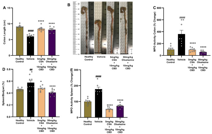 Gross and biochemical markers of colon and systemic inflammation following chronic DSS-induced colitis. (A) Colon length. (B) Representative images of excised colons from each group. (C) Colonic MPO activity expressed as percentage change from healthy control or colitis control. (D) Spleen-to-body weight ratio (%). (E) Splenic MPO activity expressed as percentage change from healthy control or vehicle control. Data represent mean ± SEM. Statistical significance: ## p < 0.01, #### p < 0.0001 vs. healthy control; * p < 0.05, **** p < 0.0001 vs. vehicle.