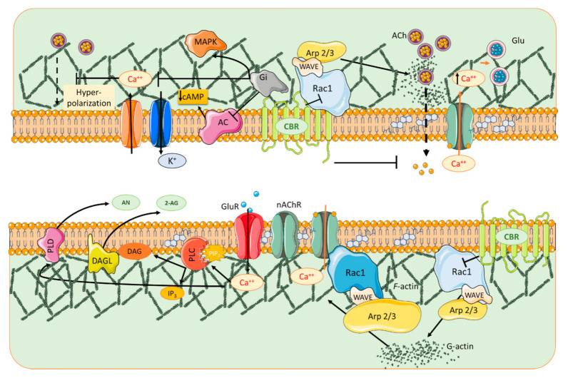 Schematic diagram of a vomposite synapse summarizing the pre- and postsynaptic components participating in synaptic signaling dissected in this review. Glutamatergic (Glu) and cholinergic (α7 nAChR) activation promotes Ca2+ entry into the dendritic spine, inducing endocannabinoid (eCB) synthesis through hydrolysis of lipid precursors from the cell membrane. Cannabinoid receptor (CBR) activation in dendritic spines inhibits Rac1/WAVE/Arp 2/3 and limits the conversion of G actin to F-actin, whereas α7 nAChR promotes formation and maturation of dendritic spines through F-actin stability by activating the Rac1/WAVE/Arp2/3 signaling pathway. Phospholipase C (PLC) converts PIP2 into diacylglycerol (DAG) and in turn DAG lipase (DAGL) generates the eCB 2-AG. In parallel, phospholipase D (PLD) converts N-arachidonoyl phosphatidylethanolamine into the eCB AN. 2-AG and AN are liberated into the synaptic cleft and activate CBRs in the presynaptic compartment. Upon activation, CBRs stimulate Gi-protein and inhibit AC activity, membrane hyperpolarization ensues after the modulation of K+ and Ca2+ channels that inhibit neurotransmitter release from the presynaptic compartment. Finally, the mitogen-activated protein kinase (MAPK) pathway is stimulated. AC: adenyl cyclase; cAMP: cyclic AMP; ACh; acetylcholine; 2-AG, 2-arachidonyl glycerol.
