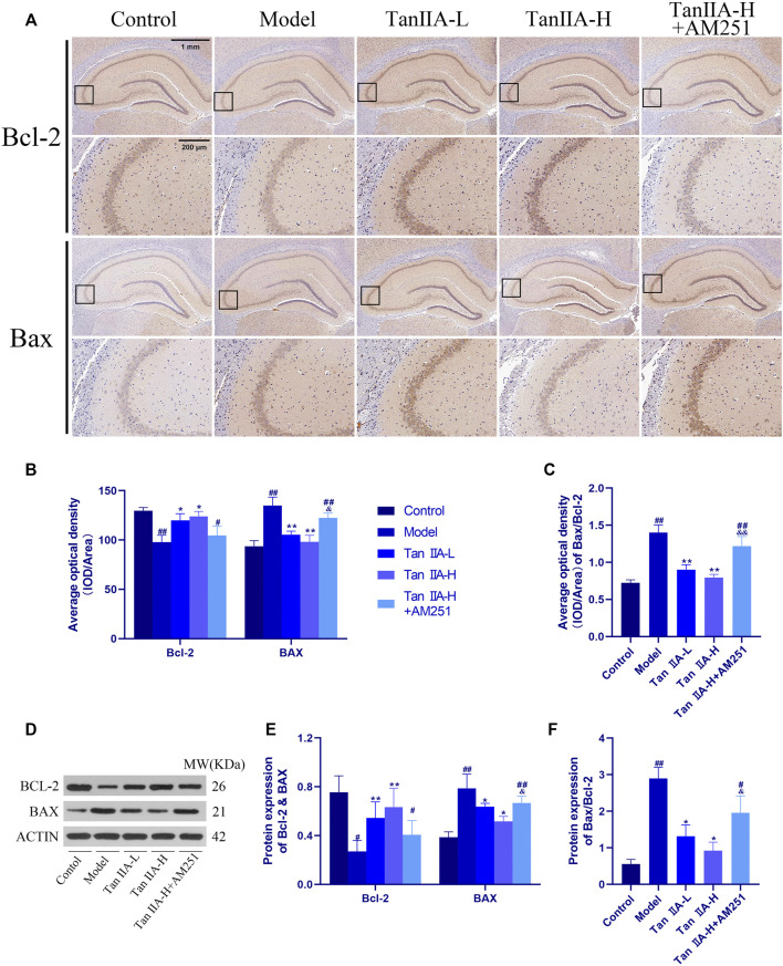 Changes of Bax and Bcl-2 in rat hippocampus. (A) Changes of Bax and Bcl-2 in rat hippocampus by immunohistochemistry. (B) Average optical density of Bax and Bcl-2. (C) Average optical density ratio of Bax/Bcl-2: model (##p < 0.01) vs. control; Tan IIA-L + AM251 groups (##p < 0.01) vs. control; Tan IIA-L (**p < 0.01) vs. model; Tan IIA-H (**p < 0.01) vs. model; Tan IIA-L + AM251 groups (&&p < 0.01) vs Tan IIA-L groups. (D) Western-blot stripes. (E) Protein expression: the same trend as immunohistochemistry. (F) Protein expression of Bax/Bcl-2: model (##p < 0.01) vs. control; Tan IIA-L + AM251 groups (#p < 0.05) vs. control; Tan IIA-L (*p < 0.05) vs. model; Tan IIA-H (*p < 0.05) vs. model; Tan IIA-L + AM251 groups (&p < 0.05) vs. Tan IIA-L groups.