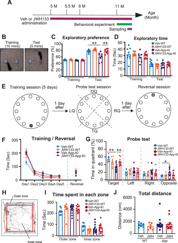 JWH 133 administration ameliorated the cognitive impairments in AppNL-G-F/NL-G-F mice.A Experimental timeline for JWH 133 administration and analysis of AppNL-G-F mice. B An experimental protocol for the novel object recognition test. C, D Effects of JWH 133 on performance in the novel object recognition test in WT and AppNL-G-F/NL-G-F mice. Exploratory preference (%) and time are plotted as means ± SEM [Veh-WT (n = 9), JWH 133-WT (n = 8), Veh-AppNL-G-F/NL-G-F (n = 9), JWH 133-AppNL-G-F/NL-G-F (n = 9)]. *p < 0.05 and **p < 0.01 (two-way ANOVA). E A schematic protocol for the Barnes maze test. In the training session (E left), one hole indicated as black was designated as the target hole with an escape box. A probe test was performed 1 day after the last training session, where the escape box was hidden (E middle). TQ: target quadrant; OQ: opposite quadrant; RQ: right quadrant; LQ: left quadrant. In the reversal session (E right), the target hole (gray) was relocated to the position opposite to the original position 1 day after the probe test. F, G Effects of JWH 133 on the performance of WT and AppNL-G-F/NL-G-F mice in the Barnes maze test. Values are presented means ± SEM [Veh-WT (n = 9), JWH 133-WT (n = 8), Veh-AppNL-G-F/NL-G-F (n = 15), JWH 133-AppNL-G-F/NL-G-F (n = 10)]. *p < 0.05 and **p < 0.01 (training: repeated measures three-way ANOVA, Probe test and Reversal: two-way ANOVA). H Image showing the travel path recorded for 5 min in the open field test arena. I, J Locomotor activity and anxiety were evaluated in an open field test as the time spent in each zone (I) and total distance traveled (J). Values are presented as means ± SEM. [Veh-WT (n = 8), JWH-WT (n = 7), Veh-AppNL-G-F/NL-G-F (n = 13), and JWH-AppNL-G-F/NL-G-F (n = 12)]. (two-way ANOVA).