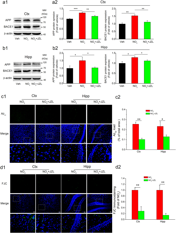 MAGL inhibition represses Aβ accumulation and neurodegeneration in response to NO2 inhalation in C57BL/6J mice.C57BL/6J mice were exposed to 5 mg/m3 NO2 for 5 h/day for 4 weeks in the absence or presence of MAGL inhibitor, JZL184 (8 mg/kg, i.p.), and the expression of APP and BACE1 in the cortex (a) and hippocampus (b) were determined. Data were expressed as means ± SE (n = 6 to 8 mice/group), *P < 0.05, **P < 0.01 vs vehicle control group or NO2 treatment group. Blots were cropped in this figure, but the gels were run under the same experimental conditions, and full-length blots are presented in Supplementary Figure S5. (c) Accumulation and deposition of Aβ42 (green) in the brain. (d) Degenerated neurons (FJC, a neurodegeneration marker, green) in the cortex and hippocampus of mice. Scale bars = 25 μm. Data were averaged from 4 sections per mice, and n = 4 to 5 mice/group; *P < 0.05, **P < 0.01 vs NO2 treatment group. Veh = vehicle; NO2 = 5 mg/m3 NO2; NO2 + JZL = 5 mg/m3 NO2 + 8 mg/kg JZL184.
