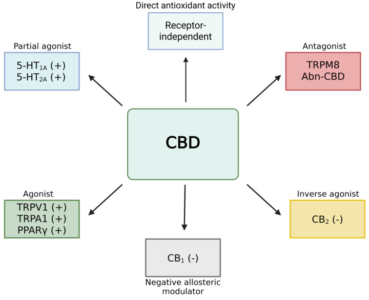Pleiotropic effects of cannabidiol (CBD). CBD acts through multiple mechanisms, including receptor-dependent modulation as a partial agonist (5-HT1A, 5-HT2A), agonist (TRPV1, TRPA1, PPARγ), antagonist (TRPM8, Abn-CBD), inverse agonist (CB2), and negative allosteric modulator (CB1). Importantly, CBD also exerts a direct receptor-independent antioxidant effect by scavenging free radicals and modulating endogenous antioxidant systems. Abbreviations: CB1: cannabinoid receptor type 1; CB2: cannabinoid receptor type 2; 5-HT: serotonin receptor; Abn-CBD: abnormal cannabidiol; PPARγ: peroxisome proliferator-activated receptor gamma; TRPV1: vanilloid receptor type 1; TRPA1: ankyrin-type receptor A1 from the TRP ion channel family; TRPM8: melastatin-type receptor M8 from the TRP ion channel family.