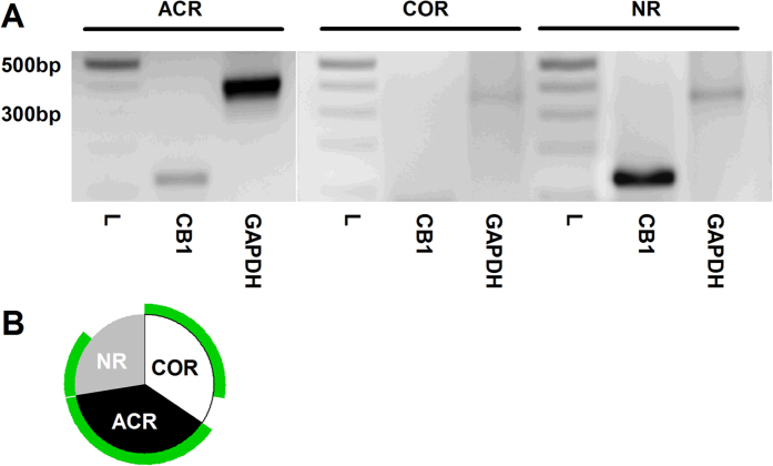 The CB1 receptor is expressed by all ACR type and the majority of COR type cultured rat cultured PSN.(A) After determining the types of cultured rat PSN by whole-cell voltage-clamp recordings by anandamide (30 μM) and capsaicin (500 nM) application, 76 cells were collected for single-cell PCR. 10 COR type, 11 ACR type and 8 “anandamide- and capsaicin non-responding” neurons (NR) were successfully processed to find out whether the neuron expressed the CB1 receptor. The sizes of the amplicons generated to specific primers for CB1 receptor (127 bp) or the house-keeping molecule GAPDH (380 bp) were indistinguishable from the predicted sizes as it is shown by these typical gel images. L indicates the size marker. Note the presence of the GAPDH and the lack of CB1 amplicon in a COR neuron. (B) All the ACR cells and 8 of 10 COR neurons express the CB1 receptor in this sample of neurons. In addition 50% of the non-responding cells also express the CB1 receptor.