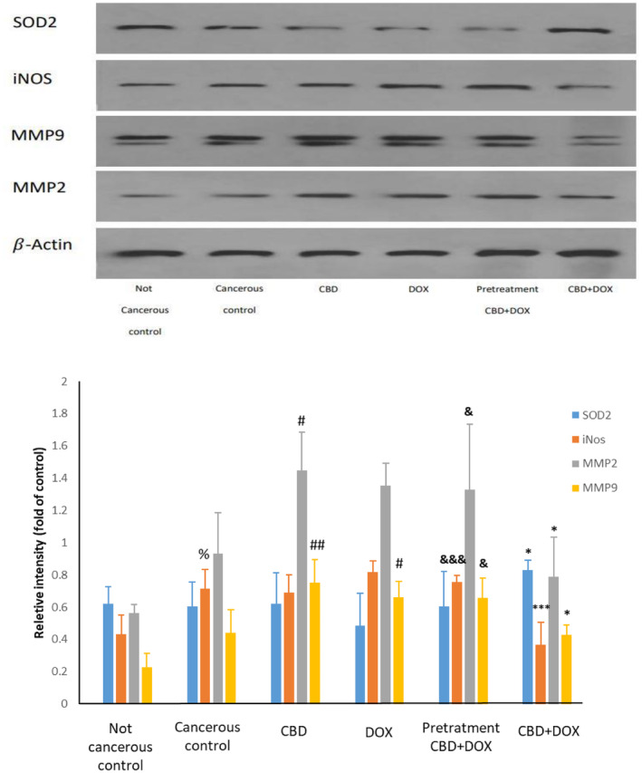 Effects of CBD and high‐dose DOX chemotherapy on heart proteins of SOD2, iNOS, MMP2, and MMP9. Results are presented as mean ± SEM (n = 3). *p < 0.05 and ***p < 0.001 versus DOX, # p < 0.05 and ## p < 0.01 versus cancerous control, & p < 0.05 and &&& p < 0.001 versus CBD + DOX group, %p<0.05 versus not cancerous control using one way ANOVA with LSD post hoc test.
