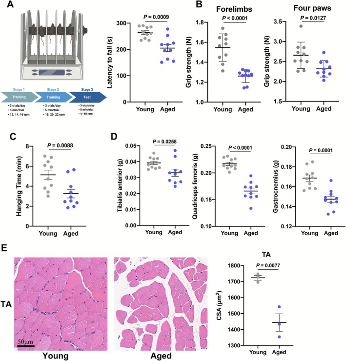 Motor coordination performance and muscle function of aged mice. (A) Schematic diagram on the timeline of accelerated rotarod (AR) procedure (left) and AR latency to fall of young and aged mice (right) (n = 10). (B) Grip strength of forelimbs and four paws of young and aged mice (n = 10). (C) Hanging time of young and aged mice in hanging grid tests (n = 10). (D) The masses of tibialis anterior, quadriceps femoris, gastrocnemius muscles of young and aged mice (n = 10). (E) Representative images (left) and cross sectional area (CSA) (right) of TA in young and aged mice (n = 3). Values are represented as means ± SEM. Exact p values are shown.