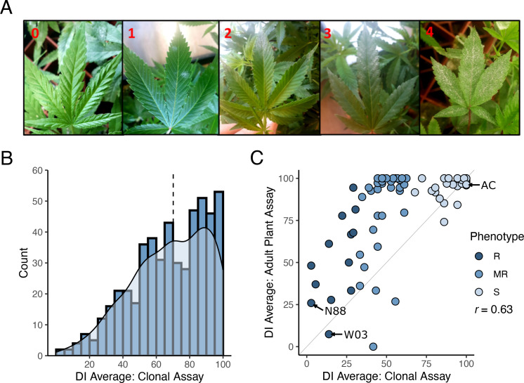 Powdery mildew disease index on cannabis CanD diversity population. (A) Illustration of the severity scale of PM infection on cannabis leaves used for disease index evaluation. 0: no symptoms; 1: less than 25% PM coverage (few restricted, not spreading colonies); 2: PM covering 25-50% of the leaf; 3: PM covering 50-75% of the leaf; 4: PM covering 75-100% of the leaf surface. (B) Distribution of DI results from clonal infection assay. Blue bars indicate number of genotypes within a defined DI range (histogram), while the light blue shaded area depicts kernel density estimate of the DI distribution. Black dashed line denotes the median of the distribution. (C) DI results from the adult plant infection assay of 90 genotypes selected from the CanD population compared to their corresponding clonal infection assay results. Genotypes from all three resistance categories were selected: Susceptible (S) shown in light blue, moderately resistance (MR) shown in blue, and resistant (R) shown in dark blue. The diagonal line (x=y) is shown in light grey as reference. The Pearson correlation between adult infection assay versus clonal infection assay was r = 0.63.