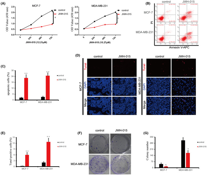 CB2 agonists affected the proliferation and apoptosis of BC cells. (A) Viability of MCF‐7 and MDA‐MB‐231 cells treated with the CB2 agonist JWH‐015 was determined by CCK‐8 assay. (B and C) Annexin V‐fluorescein isothiocyanate/propidium iodide staining of the MCF‐7 and MDA‐MB‐231 cells after treatment with JWH‐015. (D and E) Representative images (D) and quantification of TUNEL‐positive BC cells (E) after treatment with JWH‐015. (F and G) Growth rate increased in BC cells treated with B2 agonist. Data presented as mean ± SD, *p < 0.05, **p < 0.01.