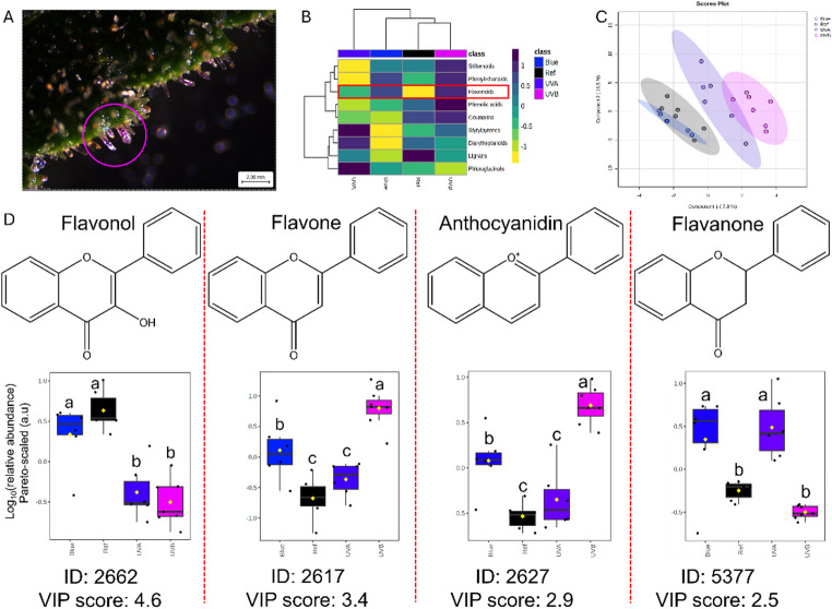 Effect of short-wavelength (UVB, UVA, blue light) on flavonoids production in Cannabis sativa L. inflorescences A Glandular trichomes on bracts in inflorescences of generative plants (eight weeks after onset of flowering) exposed to UVB. Pink circles indicate glandular trichomes with magenta coloration; B Partial least square - discriminant analysis (PLS-DA) of the phenylpropanoid/shikimate dataset (cross-validation R2 = 0.98, Q2 = 0.52). Ellipses represent 95% confidence region for each short-wavelength treatment; C Heatmap based on hierarchical clustering of the ‘phenylpropanoid’ dataset with a VIP score ≥ 0.5; yellow to dark blue bar corresponds to a Z-scaling ranging from − 1 to 1, orange rectangle highlights the flavonoids subclass; D Relative abundances of flavonoid features within the ‘phenylpropanoid/shikimate’ dataset with VIP scores ≥ 2.5 in inflorescences exposed to UVB, UVA, or blue light. Positive or negative values on the x-axis indicate higher and lower relative abundance compared with the dataset’s mean. Boxplots represent median (horizontal line), interquartile range (box), mean (yellow diamond), maximum and minimum (whiskers), and outliers (beyond whiskers). Mean values represent the average of six inflorescences per treatment (n = 6). Different letters indicate significantly different values for short-wavelength treatments according to a Fisher’s protected LSD test (α = 0.05)