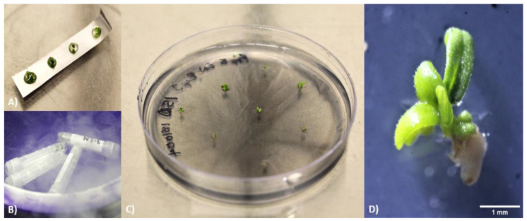 Freezing methods and recovery of cryopreserved samples. (A) Droplet vitrification and (B) vitrification performed using cryogenic vials. (C) Recovery of LN2 samples after four weeks on recovery medium. (D) Close-up of LN2 explant after four weeks on recovery medium. Scale bar represents 1 mm.