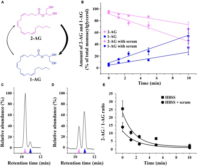 Isomerization of 2-AG in HBSS. (A) Structure and isomerization of 2-AG and 1-AG. (B) Changes in the amounts of 2-AG (magenta) and 1-AG (blue) over time in HBSS with (circles) or without (squares) serum. (C–D) Representative chromatograms illustrating the separation of 2-AG (magenta arrowhead) and 1-AG (blue arrowhead) in HBSS containing serum in the 0th min (C) and 10th min (D) of isomerization. (E) Change in the ratio of 2-AG and 1-AG due to acyl migration over time in HBSS with (circles) or without (squares) serum.