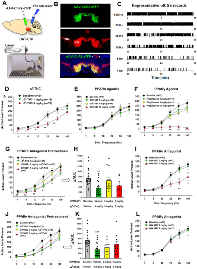Effects of Δ9-THC and/or PPAR agonists and antagonists on optical brain-stimulation reward (oICSS) in DAT-Cre mice. A: Diagrams showing the general experimental methods. The AAV-ChR2-eYFP vectors were microinjected bilaterally into the midbrain VTA and two optical fibers were targeted to the VTA. Mice were placed in oICSS chambers and trained to press an active lever to obtain laser stimulation reward. B: Representative images showing AAV-ChR2-eYFP expression in TH+ DA neurons in the VTA. C) Representative lever responding to different frequencies of laser stimulation in a single session from a single mouse. D: Stimulation–response curve of lever responding over different frequencies of laser stimulation. Δ9-THC (1, 3 mg/kg, intraperitoneal, i.p.) dose-dependently shifted the oICSS curve downward compared with the vehicle (baseline) control group. E/F: PPARγ agonism (by pioglitazone) produced a similar inhibitory effect on oICSS as Δ9-THC, while PPARα agonism (by GW7674) failed to alter basal oICSS. G/H: Pretreatment with GW9662 (a selective PPARγ antagonist) dose-dependently attenuated Δ9-THC-induced reduction in oICSS. I) GW9662 alone failed to alter oICSS. J/K: Pretreatment with GW6471 (a selective PPARα antagonist) attenuated Δ9-THC-induced reduction in oICSS. L) GW6471 alone dose-dependently decreased oICSS responses. *p<0.05, **p<0.01, ***p<0.001 relative to baseline.
