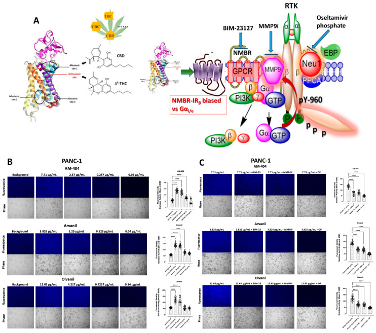 (A) We propose that the CB1 GPCRs heterodimerize with neuromedin B (NMBR) tethered to RTK in a multimeric receptor complex with matrix metalloproteinase-9 (MMP-9) and neuraminidase-1 (Neu1) in naïve (unstimulated) cancer cells. Citation: Taken in part from Bunsick et al. [52] and Haxho et al. [9]. Sialidase activity of live PANC-1 (B,C) and SW-620 (D,E) in response to AM-404, Arvanil, and Olvanil. CB1 agonists, AM-404, Arvanil, and Olvanil, significantly induce Neu-1 sialidase activity in a dose-dependent fashion compared to media control in live PANC-1 (B) and SW-620 (D). In the three cell lines, the saturation and KI concentrations for each agonist produced a more significant impact on sialidase activity compared to the latter two concentrations, which were more representative of the control. The sialidase hydrolyzed product of 4-MUNANA (4-MU) has an emission at 450 nm (blue color) when excited at 365 nm. The mean fluorescence of 50 multi-point replicates surrounding the cell’s periphery was calculated using Image J software. The mean fluorescence ± S.E.M is represented by error bars. (C,E) Different components of the signaling paradigm were inhibited using BIM-23127, an antagonist of NMBR, MMP9i, an inhibitor of MMP-9, and oseltamivir phosphate (OP), an inhibitor of Neu-1 at the indicated predetermined concentrations. The quantified data represent two to three independent experiments displaying similar results. Statistical significance, as indicated by asterisks, was calculated with ANOVA and Fisher’s uncorrected LSD multiple comparisons post hoc test at a confidence level of 95%. ns = non-significant, **** p < 0.0001, ** p < 0.01.