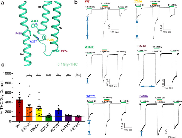 Mutational analysis of THC-binding pocket.a Residues lining the THC-binding pocket and along the putative coupling pathway. b Representative TEVC recordings of GlyR WT and mutants activated by 0.1 mM glycine, and with co-application of 3.2 μM THC. Membrane potential was held at −60 mV. c Percent potentiation is plotted as (peak of THC-glycine current / peak glycine current) x 100 for WT (n = 10), S320A (n = 13) W263F (n = 9), F266A (n = 12), W267F (n = 6), P274A (n = 9), F418A (n = 8). Data are shown as mean ± s.e for (n) independent experiments. Electrophysiology experiments were performed on independent oocytes, from multiple different surgeries. Two-sided Mann–Whitney test *P = 0.0358 (S320A), **P = 0.009 (F266A), **P = 0.0075 (W267F), ***P = 0.0007 (F418A), ****P = 0.00005 (W263F), ****P = 0.00002 (P274A). Source data are provided as a Source Data file.
