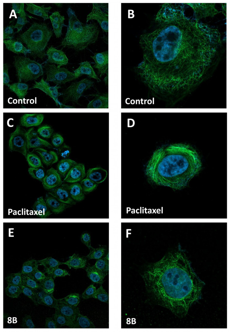 Effect of paclitaxel and 8B on microtubules in MSTO-211H cells. Microtubules in cells were visualized by confocal microscopy after treatment for 4h with vehicle (control, A,B), 1 μM paclitaxel (C,D) and 100 μM 8B (E,F). Cells were stained with the antibody conjugate Alexa Fluor 488 mouse anti-β-tubulin (green) and DAPI (blue) to detect microtubules and nucleus, respectively.
