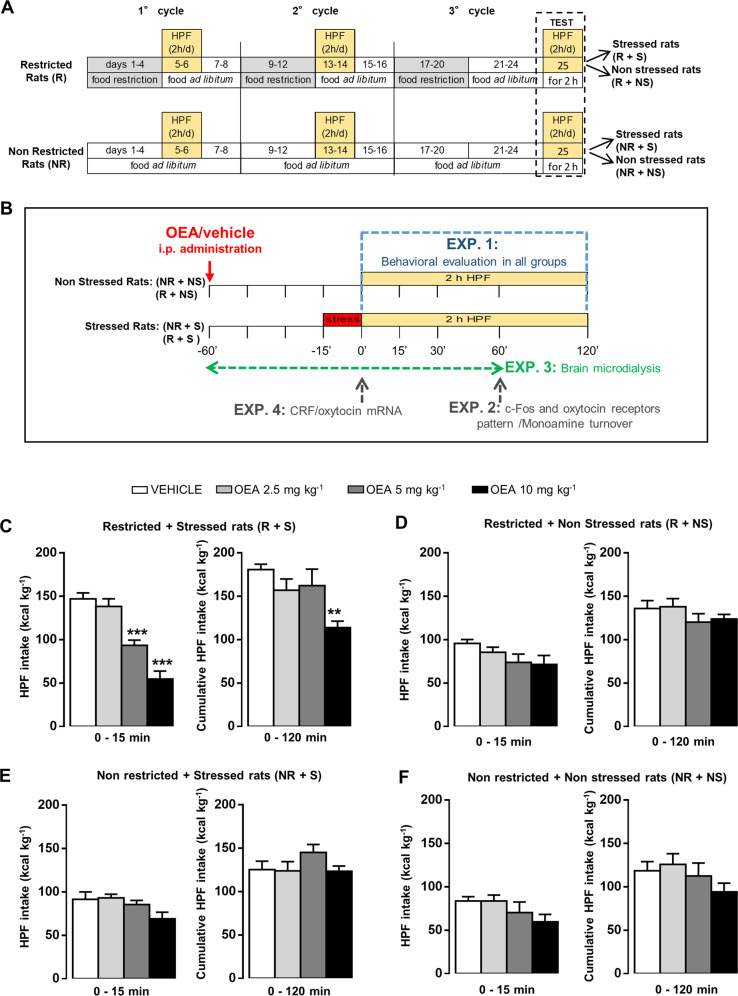 OEA treatment selectively prevented binge-like eating in a dose-dependent manner.a Female rats were exposed (restricted rats, R) or not exposed (non restricted, NR) to three 8-day cycles of intermittent food restriction (66% of chow intake), occurring on days 1–4, and free-feeding condition allowed on days 5–8 of each cycle. During the ad libitum condition of days 5–6 and 13–14 of the first two cycles, both NR and R rats were given access to HPF for 2 h during the light phase. On day 25, both R and NR rats were exposed (R + S and NR + S) or not exposed (R + NS and NR + NS) to frustration stress. b EXP. 1: on test day (day 25), after the third cycle, both NR and R rats were administered with vehicle (veh) or three different doses of OEA (2.5, 5, and 10 mg kg−1, intraperitoneal injection (i.p.)). Forty-five minutes after treatments, both NR and R rats were exposed (stressed: NR + S and R + S) or not exposed (non stressed: NR + NS and R + NS) to a 15-min stress procedure. One hour after the respective treatments, rats were given free access to HPF for 120 min, and food intake was monitored. EXP. 2: NR + S and R + S rats were administered with veh or OEA (10 mg kg−1 i.p.), and were allowed to consume the HPF only for 60 min. At the end of this procedure, rats were sacrificed, their brains immediately collected for immunohistochemical evaluation of the pattern of c-Fos expression, oxytocin receptor expression, and HPLC analyses of monoamine turnover. EXP. 3: NR + S and R + S rats were administered with veh or OEA (10 mg kg−1, i.p.), and underwent brain microdialysis in the AcbSh for the analysis of DA extracellular levels (the detailed paradigm of the microdialysis experiment is described in the legend of Fig. 3). EXP. 4: NR + S and R + S rats were administered with veh or OEA (10 mg kg−1, i.p.), and immediately sacrificed at the end of the stress procedure. Their brains were collected for in situ hybridization analysis of CRF and oxytocin mRNA. HPF intake (kcal kg−1) during the first 15 min (left) and the total 120 min (right) test session after vehicle (veh) or three different doses of OEA (2.5, 5, and 10 mg kg−1 i.p.) administration to R + S (c, restricted + stressed, N = 31), R + NS (d, restricted + non stressed, N = 28), NR + S (e, non restricted + stressed, N = 26), and NR + NS (f, non restricted + non stressed, N = 30). Data are expressed as mean ± SEM. **P < 0.01; ***P < 0.001 vs R + S veh (Bonferroni’s test for multiple comparisons).
