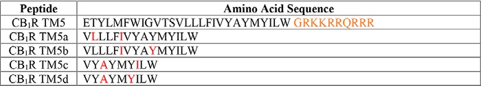 Potential sites within the CB1R TM5 peptide amino acid sequence to introduce the hydrocarbon staple were identified based on a previously published molecular model (see “Experimental procedures”)The positions (facing the lipids) to build the stapled peptides (at i and i + 34) are shown in red. The TAT amino acid sequence is shown in orange.
