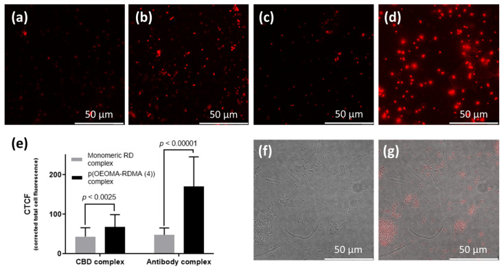 Confocal images of (a) CBD-monomeric RD and (b) CBD-p(OEOMA500-RDMA (4)), (c) antibody-monomeric RD, and (d) antibody-p(OEOMA500-RDMA (4)) complexes with S. aureus cells. (e) Comparison of corrected total cell fluorescence (CTCF) normalized by bacterial cell size in each confocal image (n = 15*). Confocal images for (f) fluorescent field, and (g) merged bright and fluorescent fields of antibody-p(OEOMA500-RDMA (4)) complex in the mixture of sphere-shaped S. aureus and the rod-shaped B. anthracis cells. The scale bar for all confocal images represents 10 µm.