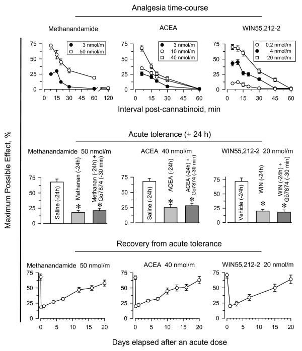 Long-term supraspinal analgesic tolerance produced by agonists of brain CB1Rs. Upper panel: Mice were injected icv with methanandamide, ACEA or WIN55,212-2 at the doses indicated, and analgesia was evaluated at various intervals post-injection using the "tail-flick" test with a thermal stimulus of a 52°C water bath. Middle panel: A priming dose of methanandamide (50 nmol), ACEA (40 nmol), WIN55,212-2 (20 nmol), or saline was administered icv to mice (n = 10 per group). After 24 h, single-dose tolerance was examined by administering a test dose of each agonist (same dose as the priming dose) to mice that had received either saline (open bars) or the priming doses (grey bars). In another set of assays, mice that had received the priming doses of the corresponding agonists were injected icv 24 h later with the PKC kinase inhibitor Gö7874 (1 nmol), and 30 min later with test doses of the cannabinoid agonists (dark grey bars) (n = 10 per group). The "tail-flick" test was conducted 10 min after agonist administration. Bars represent mean ± SEM. *Significantly different from the saline control group (P < 0.05). Lower panel: Recovery from the acute analgesic tolerance produced by the CB1R agonists. The "tail-flick" test was conducted 10 min after injection of the test dose. Data are expressed as mean ± SEM from groups of 8 mice.