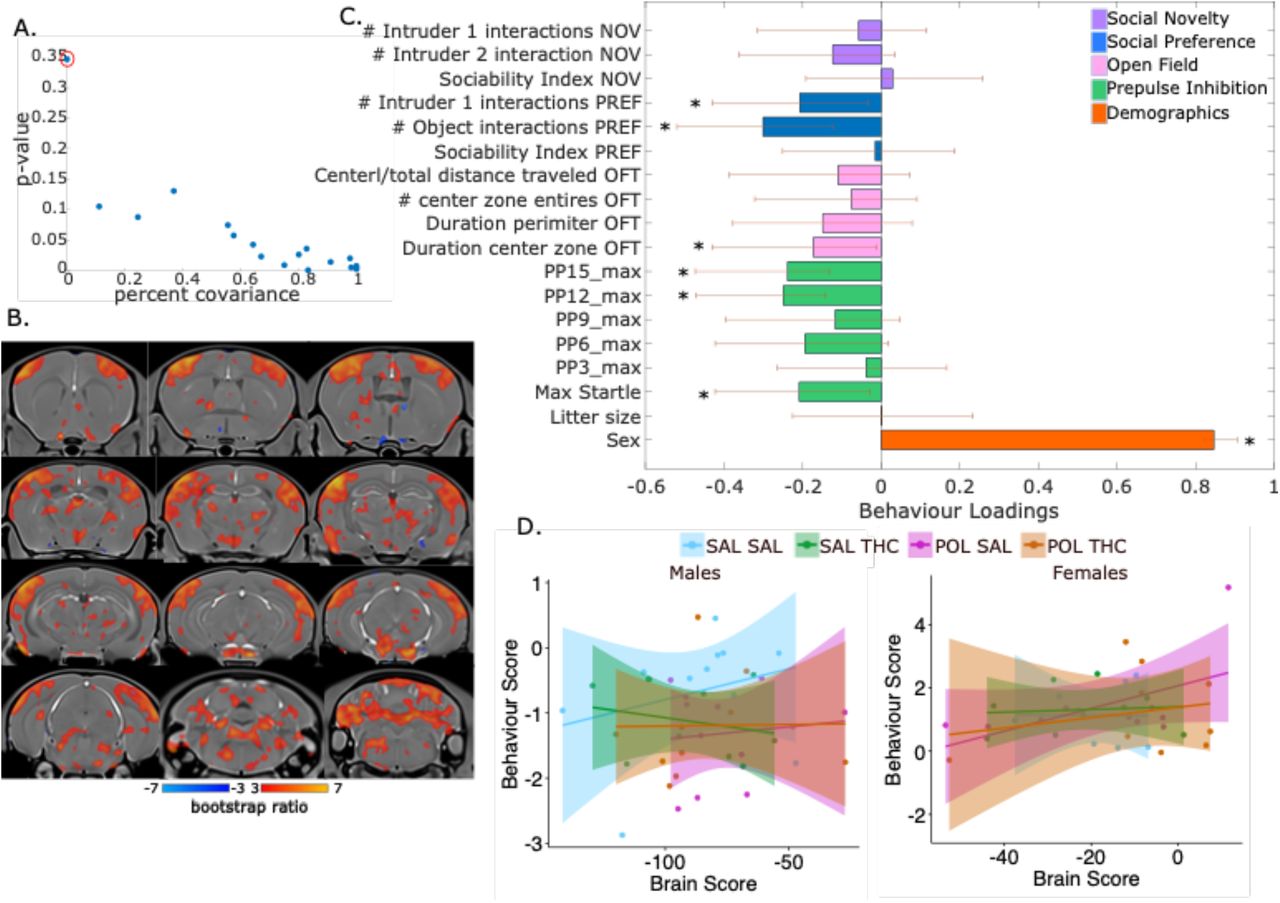 Partial least squares (PLS) analysis results for the first latent variable (LV1) comparing adult (PND85) brain and behaviour. A. Covariance explained (y-axis) and permutation p-values (x-axis) for all 18 LVs in the PLS analysis. LV1 is circled in red (p<0.00001, % covariance=35%) and was chosen for subsequent investigation based on the covariance explained and behavioural relevance of results. B. Brain loading bootstrap ratios for the LV1 deformation pattern overlaid on the population average, with positive bootstrap ratios in orange-yellow (indicative of larger volume), and negative in blue (indicative of smaller volume). Colored voxels make significant contributions to LV1. C. Behaviour weight for each behavioural measure included in the analysis showing how much they contribute to the pattern of LV1. Singular value decomposition estimates the size of the bars whereas confidence intervals are estimated by bootstrapping. Bars with error bars that cross the 0 line should not be considered significant, marked by *. D. Correlation of individual mouse brain and behaviour scores, colour coded by treatment group with a trend line per group split by sex. Male SAL-SAL offspring, and all female offspring express the pattern more strongly; male offspring exposed to any of the risk factors express the pattern less strongly. SAL-SAL (cyan), POL-SAL (magenta), SAL-THC (green), POL-THC (orange).