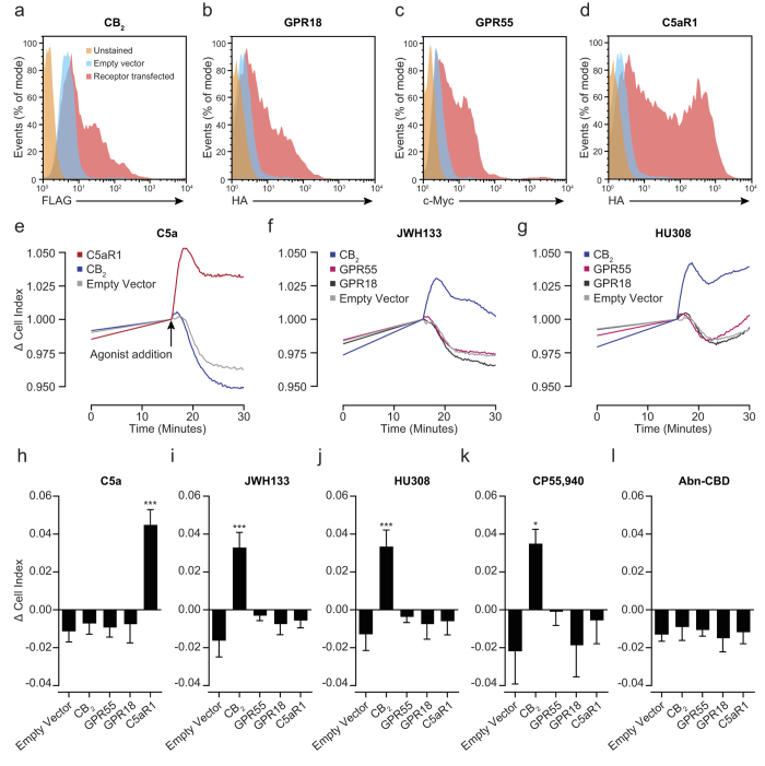 JWH133 and HU308 do not elicit cytoskeletal rearrangements in CHO cells expressing murine GPR18 or GPR55.CHO cells (1 × 106) were mixed with 2 μg of empty or GPCR-containing vector, transfected via electroporation and left overnight at 37 °C, 5% CO2 to allow tagged GPCR expression. (A-D) GPCR surface levels were determined by flow cytometry and representative histograms are shown. Cells transfected with empty vector alone were used to determine non-specific antibody staining. (A) FLAG-CB2, (B) HA-GPR18 and c-Myc-GPR55 (C) all had similar expression levels. (D) HA-C5aR1 was used as a positive control and displayed high surface levels. (E-L) Transfected CHO cells were plated into a 96 well E-plate (25,000 cells/well) and left overnight at 37 °C, 5% CO2 to reach a stable baseline. Afterwards, cells were stimulated with either vehicle (0.3% DMSO), C5a (10 nM) or cannabinoid (10 μM). (H) Quantification of C5a-induced responses found that only C5aR1 transfected cells responded to C5a (10 nM; E – Representative trace). JWH133 (F,I), HU308 (G,J) and CP55,940 (K) only caused significant responses in CB2 transfected cells. Importantly, cells transfected with GPR18 or GPR55 did not respond to either JWH133 or HU308 (I,J). Abnormal cannabidiol (Abn-CBD; 10 μM) did not elicit a response in any of the GPCR transfected cells (L). Data are mean ± SEM, n = 3-6 biological replicates with 2-3 technical replicates per condition. Statistical analysis was conducted by one-way ANOVA with Dunnett’s multiple comparisons correction. * P < 0.05, *** P < 0.001, comparing all samples to empty vector transfected cells.