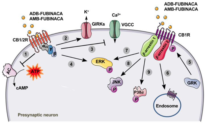 Cannabinoid receptors type 1 (CB1R) and 2 (CB2R) are members of the G protein-coupled receptor (GPCR) family, being associated with the Gi/o type. After activation by ADB-FUNIBACA or AMB-FUBINACA (yellow circles), the activity of adenylate cyclase (AC) is inhibited (1), resulting in decreased levels of cyclic adenosine monophosphate (cAMP). Additionally, the opening of G protein-coupled inwardly-rectifying potassium channels (GIRKs) increases K+ efflux (2), while the inhibition of voltage-gated calcium channels (VGCC) decreases presynaptic Ca2+ influx (3). These events lead to the suppression of neurotransmitter release at excitatory and inhibitory synapses [108]. The binding of AMB-FUBINACA to the CB1R also results in increased extracellular signal-regulated kinase (ERK) activation (phosphorylation), through Gi/o-protein-mediated signalling (4), which ultimately results in the modulation of cell proliferation, differentiation and survival. After activation of CB1R by ADB-FUNIBACA or AMB-FUBINACA, the phosphorylation of this receptor by G protein-coupled receptor kinases (GRK) can occur (5), making it highly susceptible for the binding of β-arrestins. Consequently, receptor desensitization and internalization are stimulated (6), which is β-arrestin 2-dependent; and a variety of signalling cascades, mostly mediated by β-arrestin 1, are promoted, including ERK (7), c-Jun N-terminal kinase (JNK) (8) and P38α (9) activation (phosphorylation) [109,110].