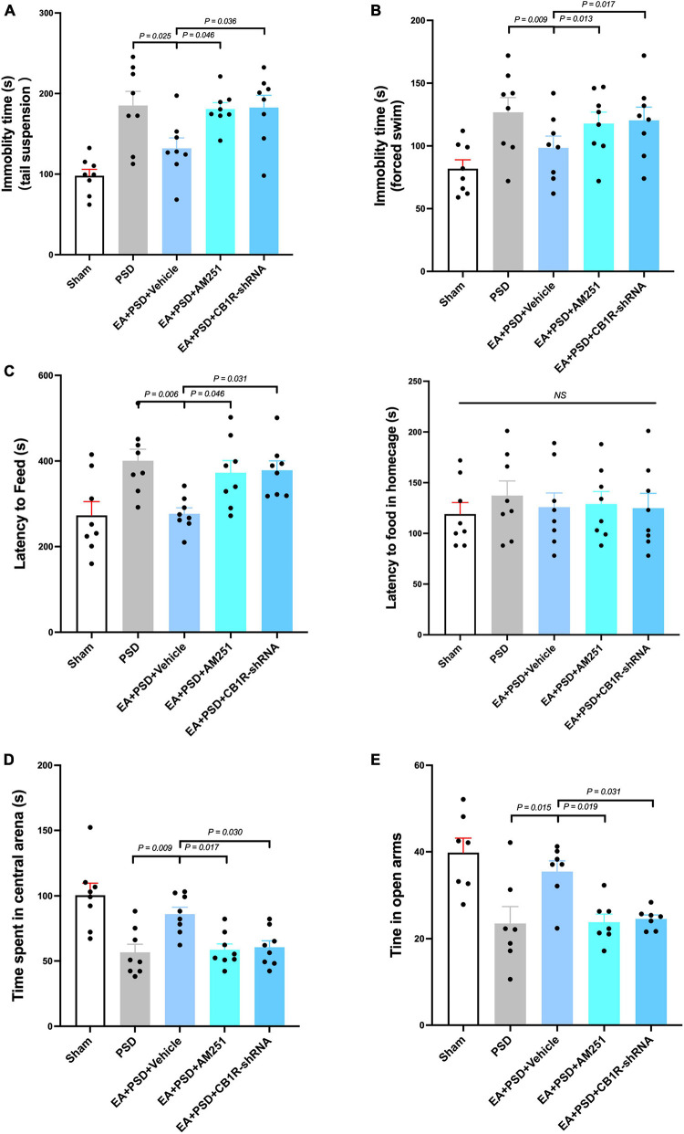 The anti-depressive like behavior produced by EA treatment was abolished by the supplementation of AM251 and CB1R-shRNA. (A) Mutant of CB1R by CB1R antagonist AM251 or CB1R-shRNA prevented the decrease in immobility in TST induced by EA treatment. (B) CB1R deletion reversed the reduction in immobility in FST produced by EA treatment. (C) EA treatment significantly reduced the latency to feed in the novel environment in NSFT, whereas this decreased was reversed by CB1R deficiency. Neither EA nor AM251, CB1R-shRNA altered the latency to feed of mice in their home cages. (D) CB1R knockdown significantly abolished the effect of EA treatment on the increase of time spent in the center arena of the OFT. (E) In EPM test, EA treatment up-regulated the reduction of time spent in open arm produced by PSD, while CB1R silence prevented this up-regulation (n = 8 per group).