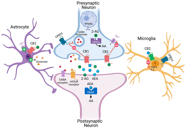 Schematic representation of the endocannabinoidergic system in the brain. Putative localization of endocannabinoid receptors in the nervous and glia system. Enzymes involved in endocannabinoid biosynthesis and degradation are reported in both pre-and postsynaptic neurons. 2-AG (green) and AEA (blue) are synthesized from phospholipids on demand. Activation of presynaptic CB1 receptors negatively modulates cell calcium influx and the release of GABA and glutamate neurotransmitters in GABAergic and glutamatergic neurons, respectively. Instead, the stimulation of CB1 in astroglia positively modulates calcium influx and glutamate release. Activation of CB2 in microglia negatively affects the release of TNFα and ILs. AA: arachidonic acid; 2-AG: 2-acylglycerol; AEA: anandamide; PPARs: peroxisome proliferator-activated receptors; FAAH: Fatty acid amide hydrolase; MAGL: monoacylglycerol lipase; mGluR metabotropic glutamate receptors; ILs: interleukins; TNFα: tumor necrosis factor-α.