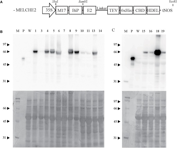 Design of the MELCHE2 construct and selection of transgenic plants expressing recombinant E2 fusion protein at high levels. (A) Schematic view of the MELCHE2 construct. 35S, double cauliflower mosaic virus 35S promoter; M17, 5′ untranslated region; BiP, endoplasmic reticulum (ER)-targeting signal peptide; E2, classical swine fever virus envelope glycoprotein E2; TEV, tobacco etch virus protease site; CBD, cellulose-binding domain of xynA; HDEL, ER-retention signal; tNOS, nos terminator. (B,C) Western-blot analysis of recombinant E2 fusion proteins expressed in T0 transgenic plants. Total protein was prepared from 16 independent lines at T0, and 50 μg of each extract was subjected to western blotting using anti-CBD antibody. Blots were stained with Coomassie Brilliant Blue after immunoblotting, as shown in the lower panel. M, protein standards (molecular weights in kD shown to the left); P, CBD positive control (GFP:CBD 10 ng); W, wild-type Nicotiana benthamiana used as a negative control.