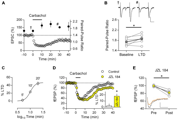 M1 mAChR dependent LTD is expressed in the presynapse and is mediated by the endogenous cannabinoid (eCB) 2-AG. (A) Time course of normalized EPSC in response to carbachol (10 μM, 10 min) from layer 5 principal neurons (y-axis: left; clear data points), co-plotted with paired-pulse ratio (PPR; 50 ms interval) at indicated time points (y-axis: right; filled data points). (B) Plot of PPR from individual neurons (gray), before (baseline) and 20 min after (LTD) carbachol challenge; group averages superimposed (filled data points, n = 7, *P < 0.05). Example traces taken at the indicated time points (A) during baseline (†) and after LTD (#) shown above (scale bar: 20 ms, 50 pA). (C) Time—response plot of percent LTD resulting from 10 μM carbachol challenge for varying time periods. (D) Time course of normalized field EPSPs during sub-threshold carbachol challenge (10 μM, 5 min) in presence of MAG lipase inhibitor JZL184 (1 μM, n = 4; control, n = 6). Insert: fEPSPs expressed as percent LTD 40 min after challenge. (E) Before-after responses from individual experiments (gray) of baseline (Pre) and 40 min after sub-threshold carbachol challenge (Post) in presence of JZL184; in yellow group average. Example traces below, pre carbachol (black) and post (orange; scale bar: 10 ms, 0.1 mV).