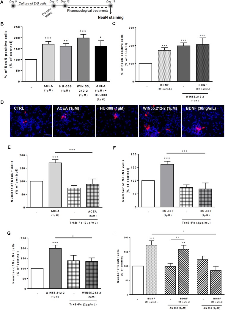 BDNF crosstalk with cannabinoid receptors tightly regulates DG neuronal differentiation. DG neuronal differentiation was increased upon cannabinoid receptor activation. BDNF was required for cannabinoid receptor-mediated effect on DG neuronal differentiation. CB2R, but not CB1R, antagonism blocked the effect promoted by BDNF upon SVZ neuronal differentiation. (A) Schematic representation of the experimental protocol. Day 0 represents the day of cultures; at Day 10 DG neurospheres were plated for 48 h and at Day 12 cells were exposed to pharmacological treatments for further 7 days (Day 19). (B,C,E–H) Bar graphs depict the percentage of NeuN-positive cells. Values were normalized to the control mean for each experiment and are represented as mean ± SEM. Control was set to 100%. n = 6–19. ∗p < 0.05 and ∗∗∗p < 0.001 using Dunnett’s multiple comparison test. (D) Representative fluorescent digital images of cells immunopositive for NeuN (in red) and Hoechst 33342 staining (blue nuclei). Scale bar = 50 μm.