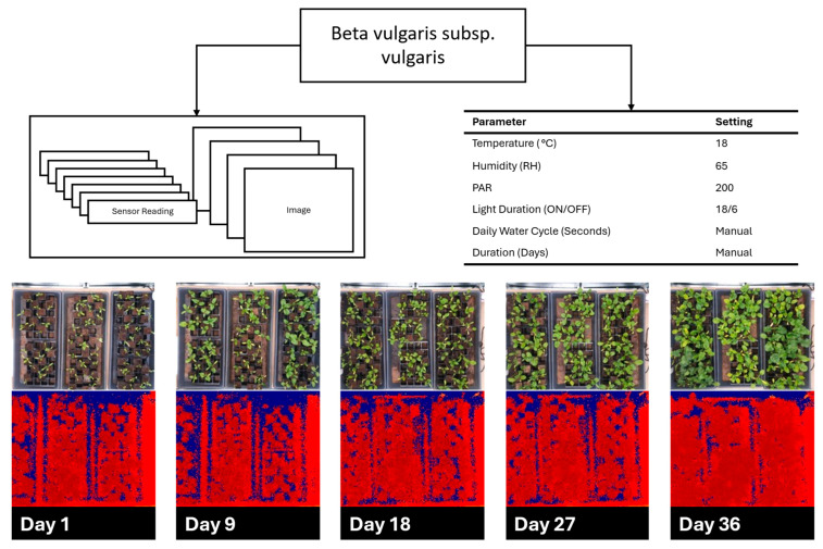 Beta vulgaris subsp. vulgaris cultivation over 36 days demonstrating environmental parameters with red, green, blue (RGB), and time-of-flight (TOF) images spread out over the growth cycle.